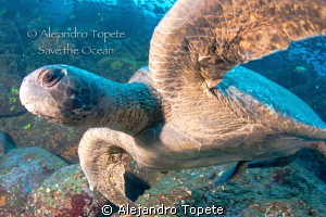Green Turtle close up, Galapagos Ecuador by Alejandro Topete 